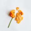 iTOK - Lie