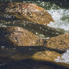 Sleepy Dogs、Songs for Dogs to Sleep To、101 Relax - Chill Your Mind with River Sound