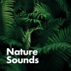 Sounds Of Nature - By The Water Stream
