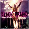 Black Orchid - Praise The Sun