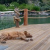 Sleeping Music For Dogs、Music for Leaving Dogs Home Alone、Dog Music Zone - 27.5 Hz Active Concentration
