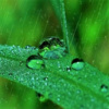 微风拂面 - 第01集 助眠-大自然下雨声：暴雨声雨水敲打声 无雷