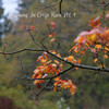 Sleepy Cats、Deep Sleep Music Therapy、Meryl Sleep - Rain to Calm Down