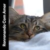 Music For Cats - Relaxing Times, Pt. 7
