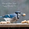Nature Radio 1、Music for Leaving Dogs Home Alone、Nature Touch - Rainy Twitter