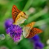 Acoustic Instrumental Vibes - Gracious Dance of Butterflies