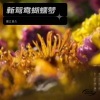 见良 - 新鸳鸯蝴蝶梦