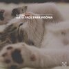 Cat Music - Let Your Cats Relax