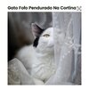 Cat Music - Rebel with Claws