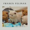 Music For Cats Peace - Serenity for My Feline Friends