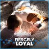Calming for Dogs - Anxiety Relief Music for Your Dog, Pt. 19