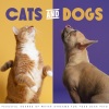 Dog Therapy Music、Pure Ambient Music、Music for Dogs Moments - Playing At The Park!
