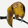 Don't、Cosmo Sheldrake - Dlora Yelps
