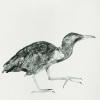 Cosmo Sheldrake - Cuckoo
