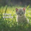 Cat Music - Regal Feline Calming Music for Your Cat, Pt. 8