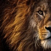 ByAstral - Wild Lioness