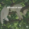 Cat Music - Regal Feline Calming Music for Your Cat, Pt. 38