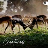 Nature Ambience - Natures Melody, Pt. 19