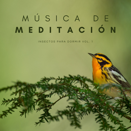 Pajaros del Bosque、Sonidos De Aves、Colectivo de Música de Concentración - Meditación Vipassana