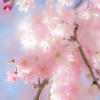 鞠琳洁 - 老婆最大