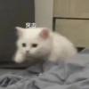 涂语 - 江湖写照