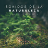 Sonidos De La Selva、Música Para Dormir Rápido、Meditación - Sueño De Paz