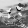 sober rob、charles nimbus - FLYCATCHER