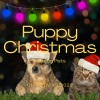 Relaxing Dogs by the Christmas Tree《Gentle Away in Manger Tune for Christmas Relax》[MP3/LRC]