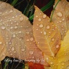 Binaural Beats Spa、Binaural Brain Waves、Massage Therapy - Soft Rain Sounds