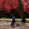 Hugo De Bernardi - IDIOLECTO