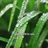 Rain for Deep Sleep、Pro Sound Effects Library、Digiffects Sound Effects Library - sleepy rain 528 hz