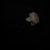 MAMUSUONA - 风华正茂的青春 (0.8X)