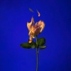 Tending Sands、Jeramy Kendell Hoffman、Compasaur - Closing In (Internationally Violent Noise Version)