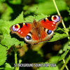 Yoga Workout Music - Relinquish To Harmony