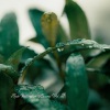 Total Relax、Rain Sounds ACE、Massage Therapy - Emerge from the Sky