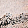 Kanchan - 1