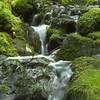 The Relaxing Sounds of Swedish Nature - Rain Water Dripping from Tree