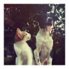Calm Music for Cats、Cat Music Experience、Music for Cats TA - Home Wood (Raw Recording)