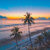 RELAX NOW - Palm Tree 432 Hz