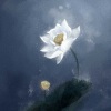 白黎 - 非鱼
