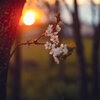 9-Tailed Fox、Azido 88 - Sakura Rain