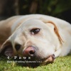 RelaxMyCat、Songs for Dogs to Sleep To、Noise of Colors Radio 1 - Raging Rain