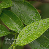Recorder Rain、Spa Channel、Jazz Lento - Music for Students