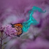 Wülf Boi、McGwire、Maven、Lux - Butterfly (feat. LuX, Maven & McGwire ) (Explicit)