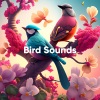Bird Sound Collectors - Birds Singing in the Morning