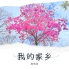 陈秋含 - 我的家乡