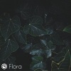 Ömer Bükülmezoğlu - Flora