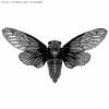 Cicada - Setting Myself Up for a Fall