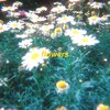 omgkirby、azayaka - flowers