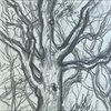 adamnan - deep in the woods